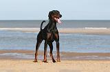 DOBERMANN 007